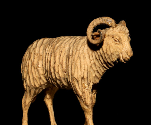 Altes schaf bock sehr - altes, fein